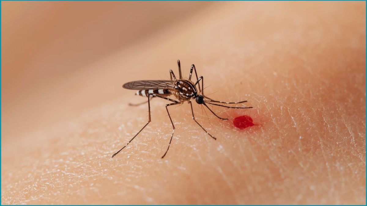 ২৪ ঘণ্টায় ডেঙ্গুতে আরও ৮৩৪ জন হাসপাতালে ভর্তি