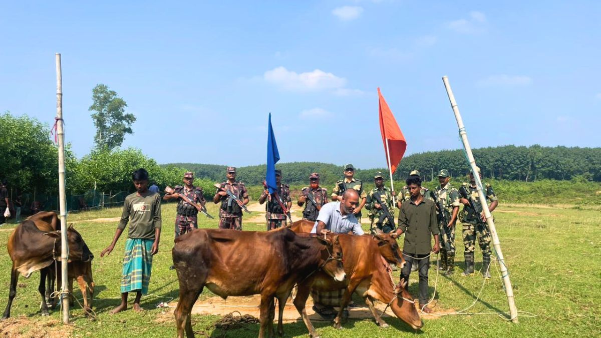 বিজিবির তৎপরতায় ভারত থেকে ৫টি গরু ফেরত পেল বাংলাদেশি কৃষক