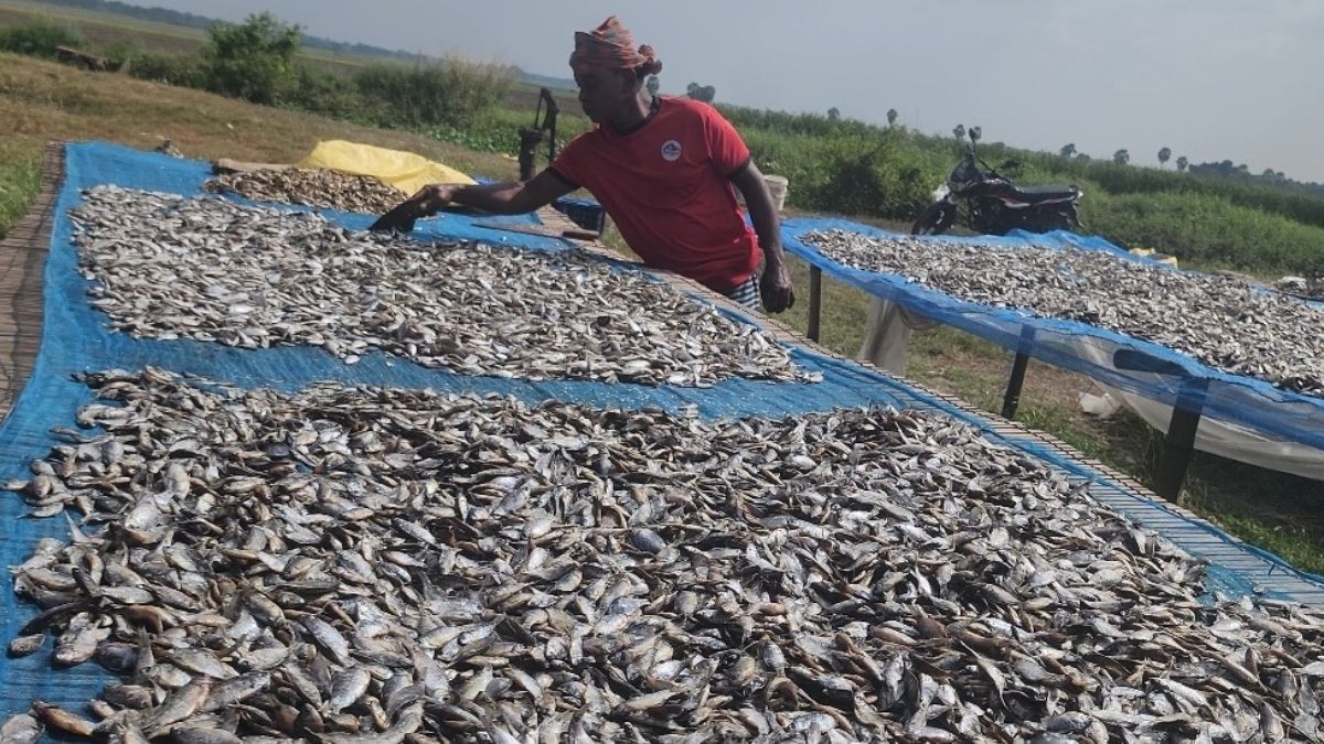 নড়াইলে সরগরম মৌসুমি শুঁটকি পল্লী, বিষমুক্ত হওয়ায় বাড়ছে চাহিদা