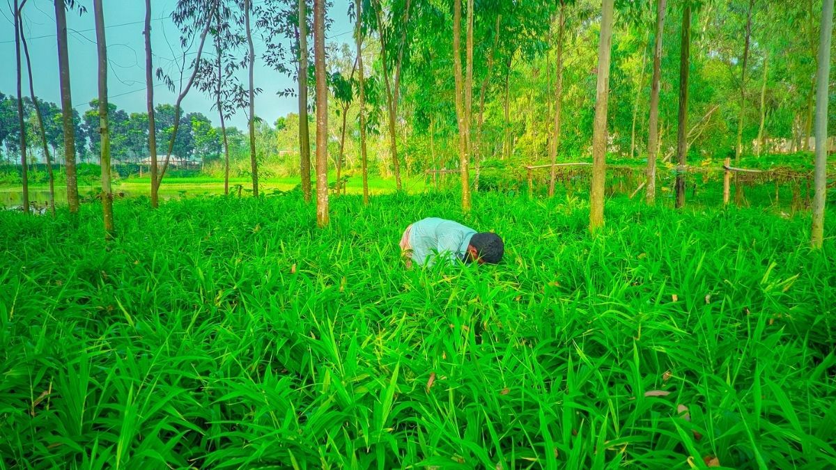বস্তায় আদা চাষে সফল বীরগঞ্জের তরুণ উদ্যোক্তা রতন