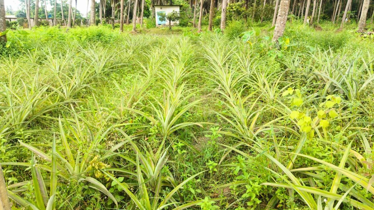 ফেনীতে এমডি-২ আনারস চাষে নতুন সাফল্য