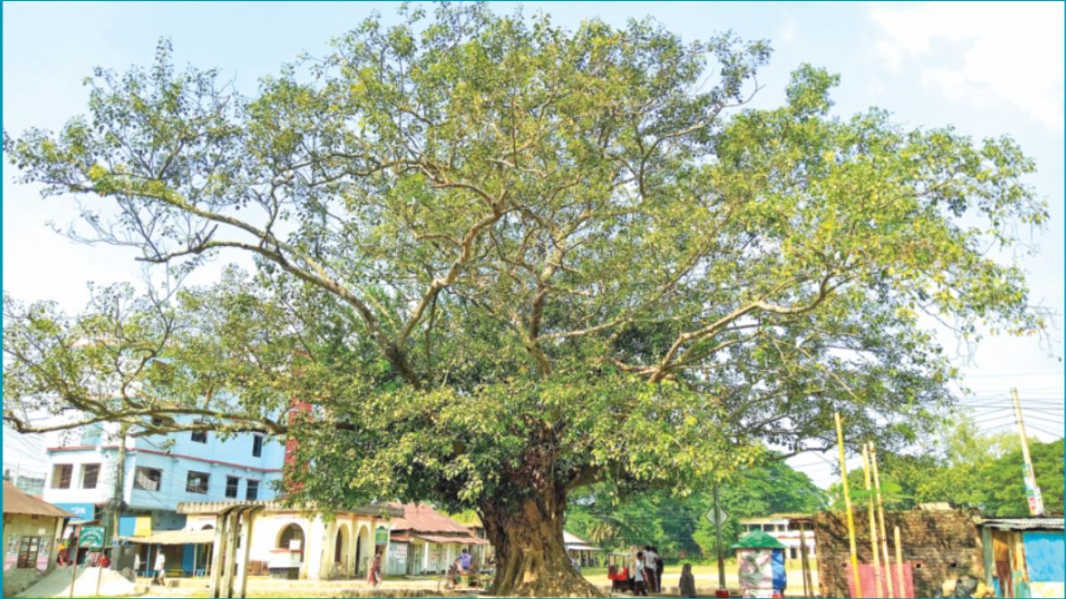 অস্তিত্ব রক্ষার লড়াইয়ে জাতীয় কবির স্মৃতিবিজড়িত বটগাছ