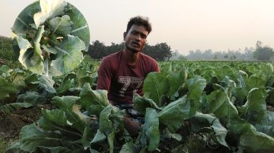 মিঠাপুকুরে ভুল বীজে কৃষকের স্বপ্ন ভঙ্গ