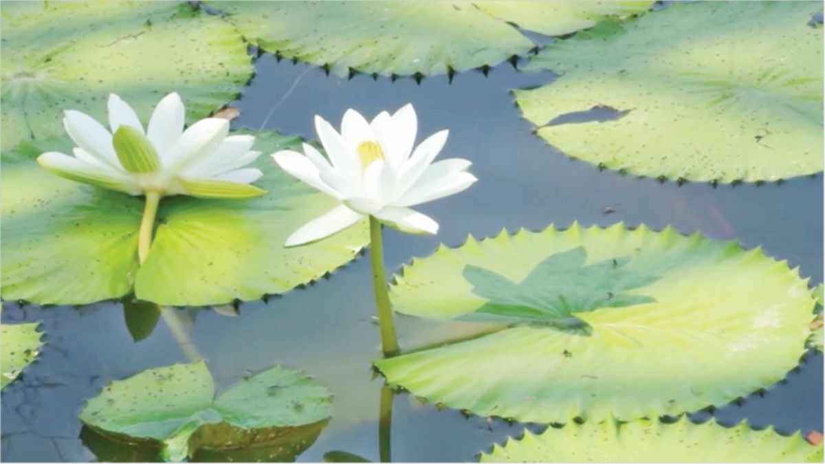 সাদা শাপলা কেন বাংলাদেশের জাতীয় ফুল?