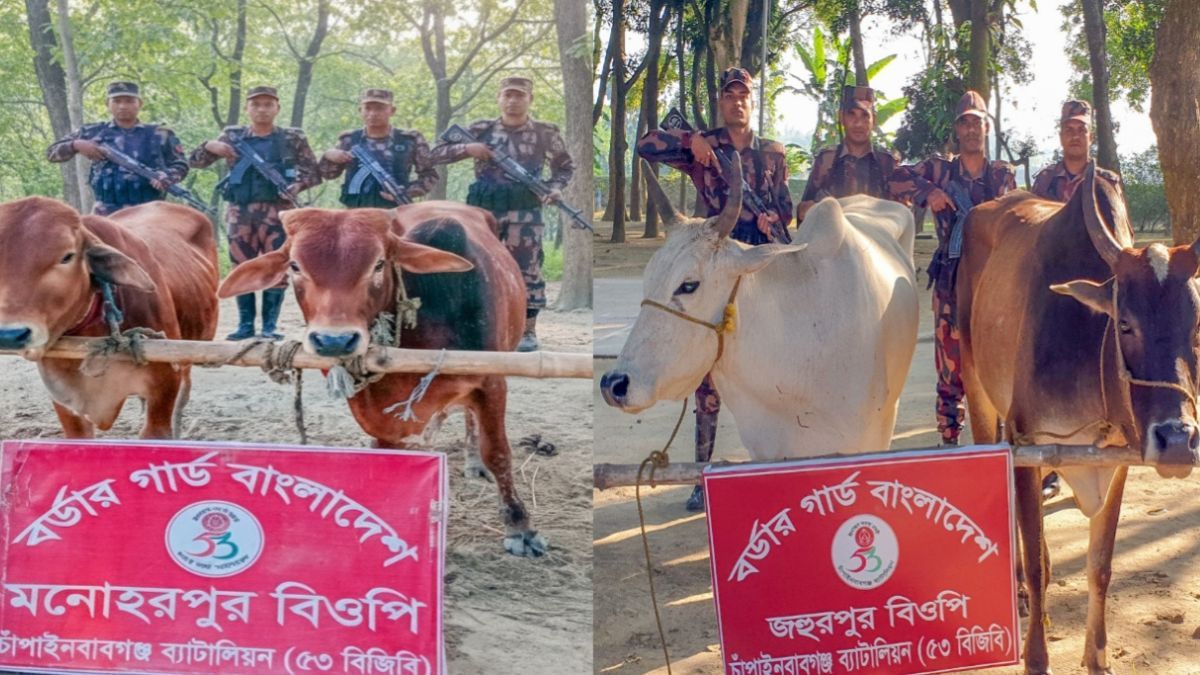 চাঁপাইনবাবগঞ্জে পৃথক অভিযানে ৮টি ভারতীয় গরু উদ্ধার