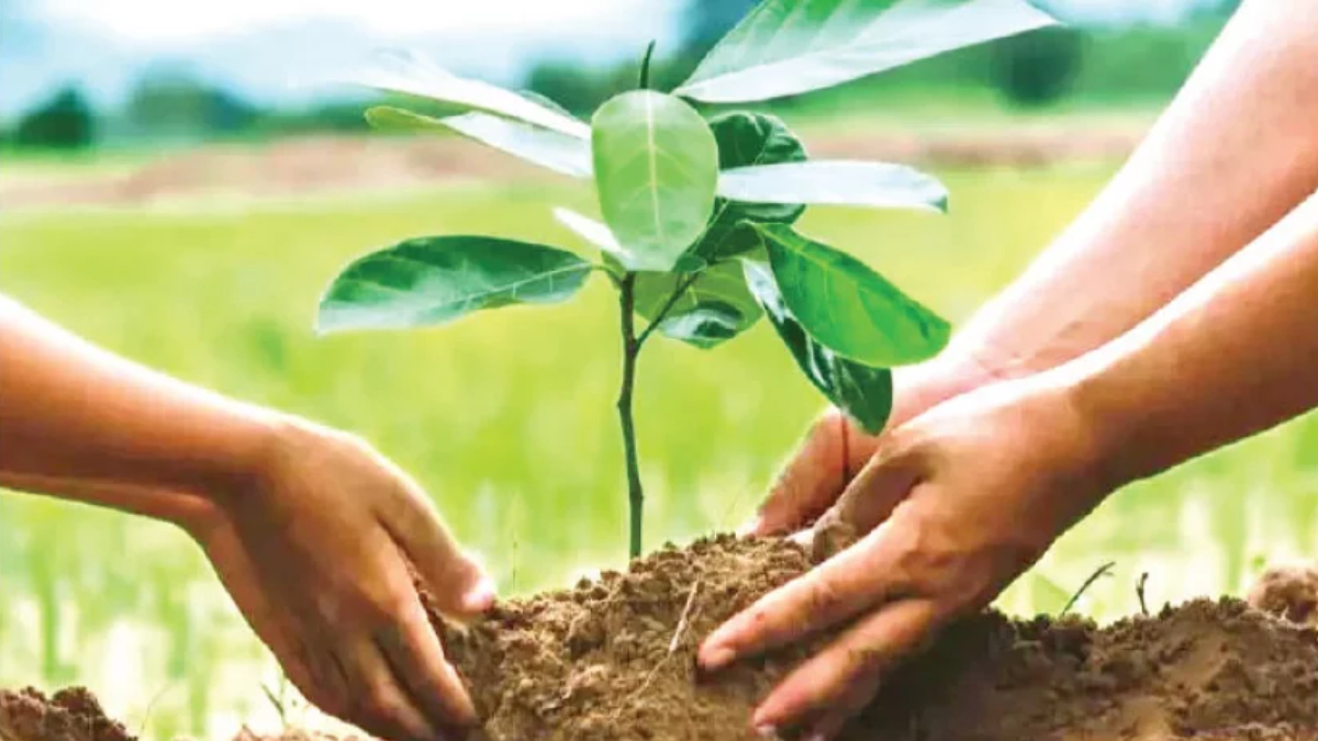 ইসলামে বৃক্ষরোপণের গুরুত্ব