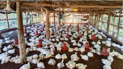 চট্টগ্রামে পোলট্রি খামারিদের নীরব কান্না : ঋণে জর্জরিত বহু খামারি