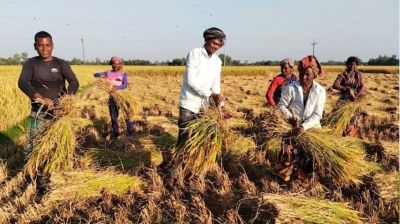 নওগাঁর ‘শস্যভাণ্ডারে’ দ্বিমুখী চাপে কৃষক!