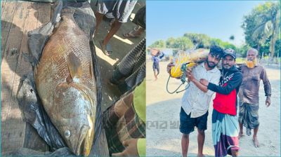 সেন্টমার্টিনে গণির জালে ধরা পড়ল ৩২ কেজির পোপা মাছ