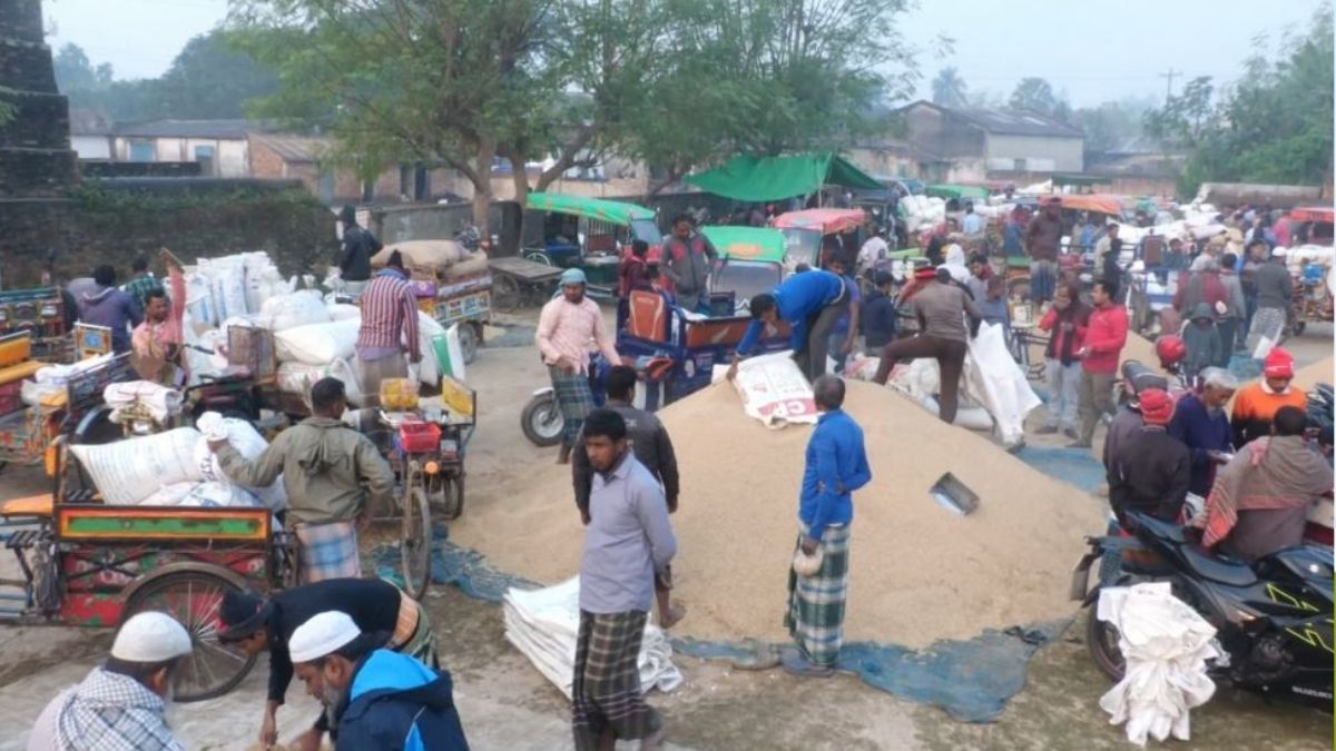 নওগাঁয় ধানের দামে অস্থিরতা, ন্যায্য মূল্য থেকে বঞ্চিত কৃষকেরা