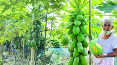 পেঁপে চাষ করে সফল ফেনীর বাবুল