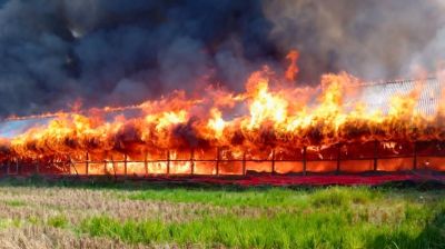 মিরসরাইয়ের পোলট্রি খামারে আগুন, পুড়ে গেল ২ হাজারের বেশি মুরগি