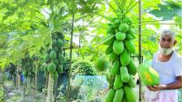 পেঁপে চাষ করে সফল ফেনীর বাবুল