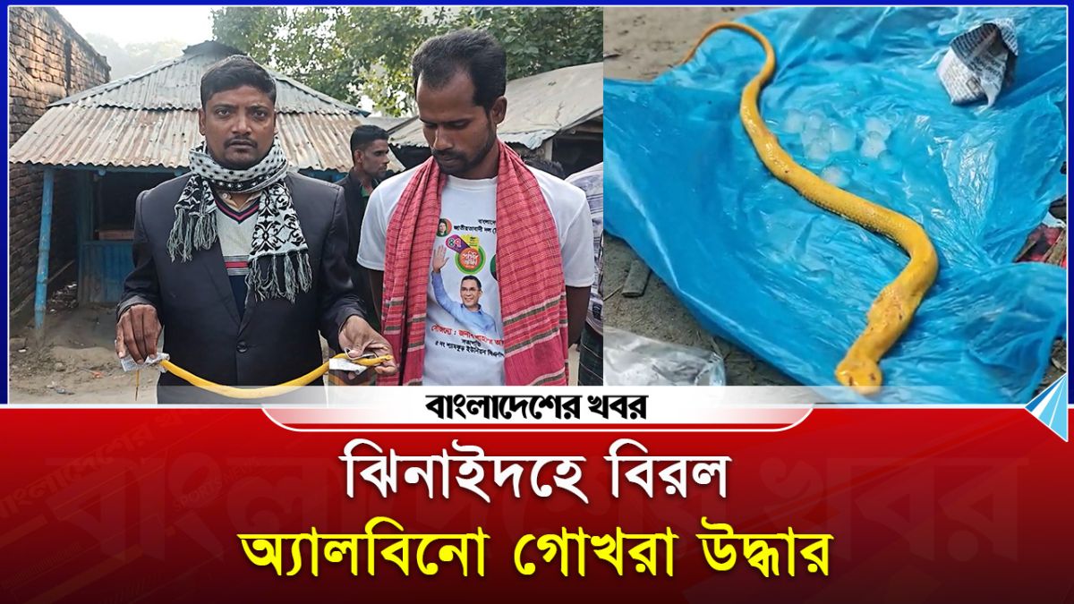 ঝিনাইদহে বিরল অ্যালবিনো গোখরা উদ্ধার