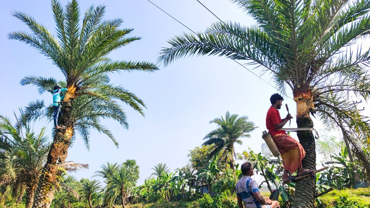 রূপগঞ্জে শীতের আগমনী বার্তা, খেজুর রস সংগ্রহে ব্যস্ত গাছিরা
