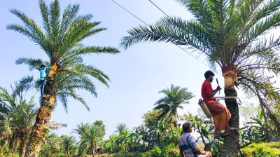 রূপগঞ্জে শীতের আগমনী বার্তা, খেজুর রস সংগ্রহে ব্যস্ত গাছিরা