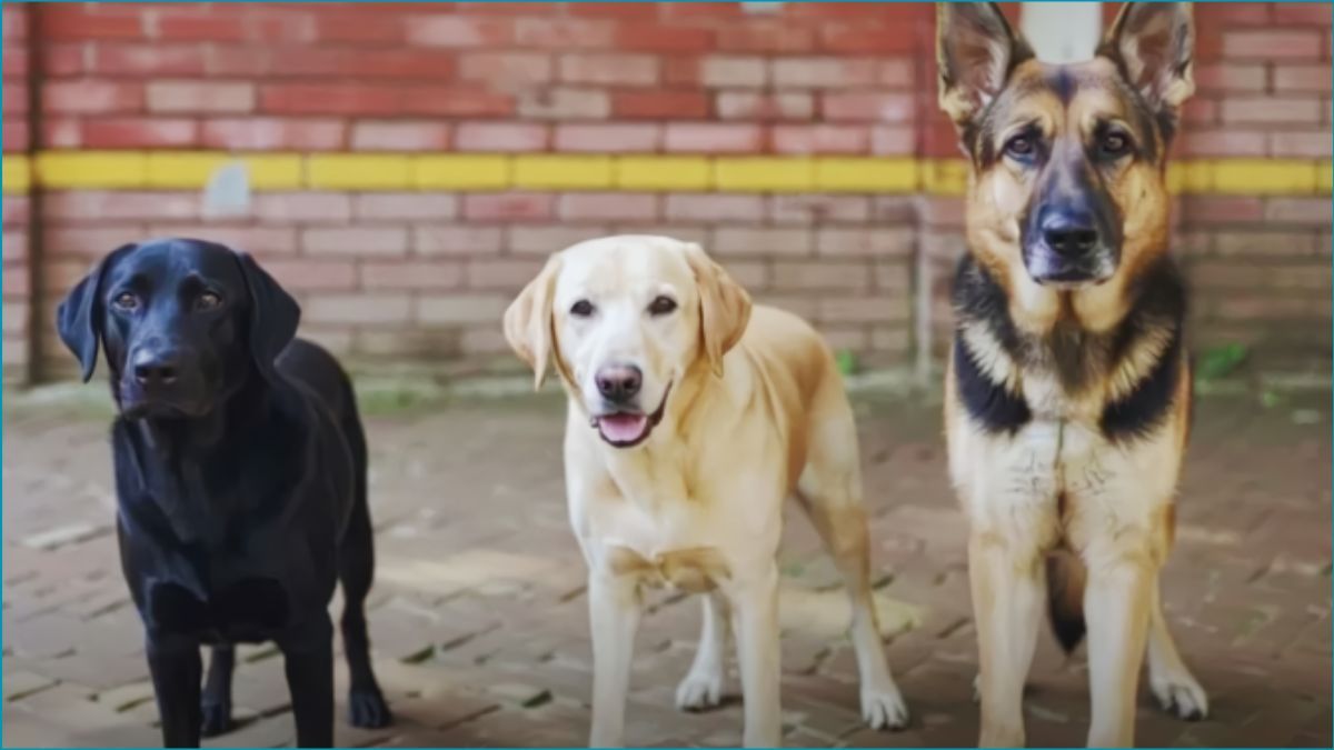 ‘অবসরে’ গেল পুলিশের ৩ কুকুর