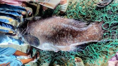 টেকনাফে জেলের জালে ধরা পড়ল ১৬৬ কেজি ভোল মাছ