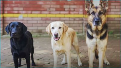 ‘অবসরে’ গেল পুলিশের ৩ কুকুর