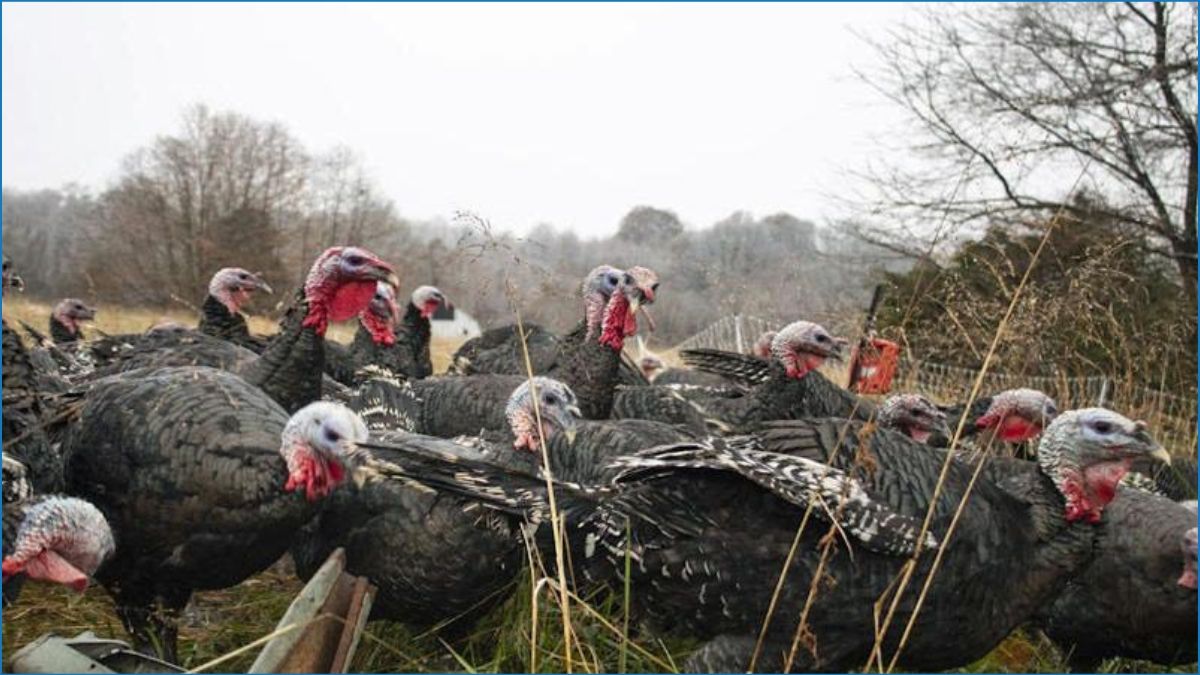থ্যাঙ্কস গিভিং ডে’তে ৫০ মিলিয়ন টার্কি খায় মার্কিনিরা