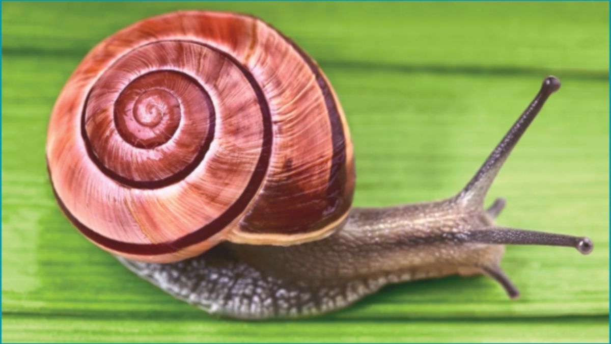 আইনের চোখ ফাঁকি দিয়ে ধ্বংস হচ্ছে জীববৈচিত্র্য