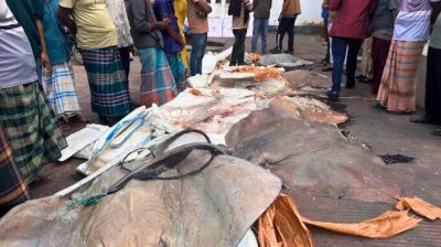 বাউফলে সাড়ে ১২ মণ অবৈধ শাপলা পাতা মাছ আটক