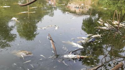 সান্তাহারে পুকুরে বিষ প্রয়োগ করে মাছ নিধন