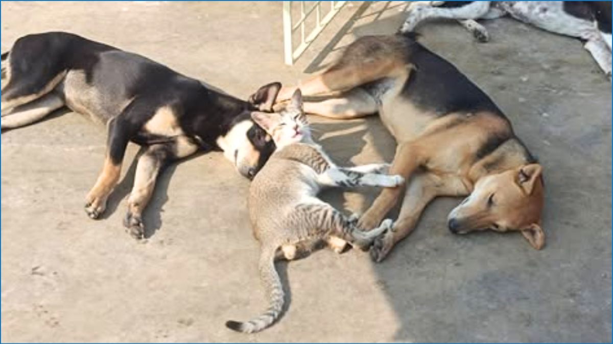 পথ কুকুর বা বিড়াল মেরে ফেললে বাংলাদেশের আইনে কী শাস্তি আছে