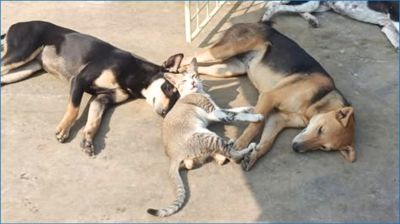 পথ কুকুর বা বিড়াল মেরে ফেললে বাংলাদেশের আইনে কী শাস্তি আছে