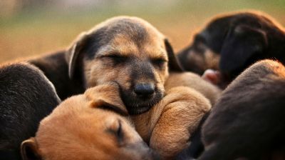 পথকুকুর হত্যা করলে সর্বোচ্চ দুই বছরের কারাদণ্ড