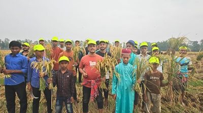 ফেনীতে অসুস্থ কৃষকের জমির ধান কেটে দিল ছাত্রদল