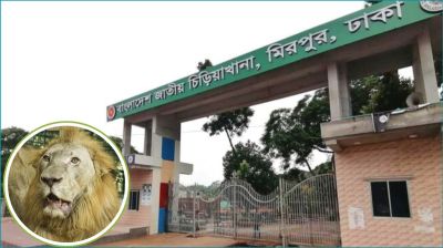চিড়িয়াখানায় খাঁচা থেকে বেরিয়ে গেছে সিংহ, নিয়ন্ত্রণের চেষ্টা
