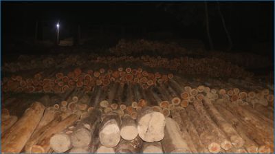 বান্দরবানে বিপুল পরিমাণ অবৈধ কাঠ জব্দ করেছে সেনাবাহিনী