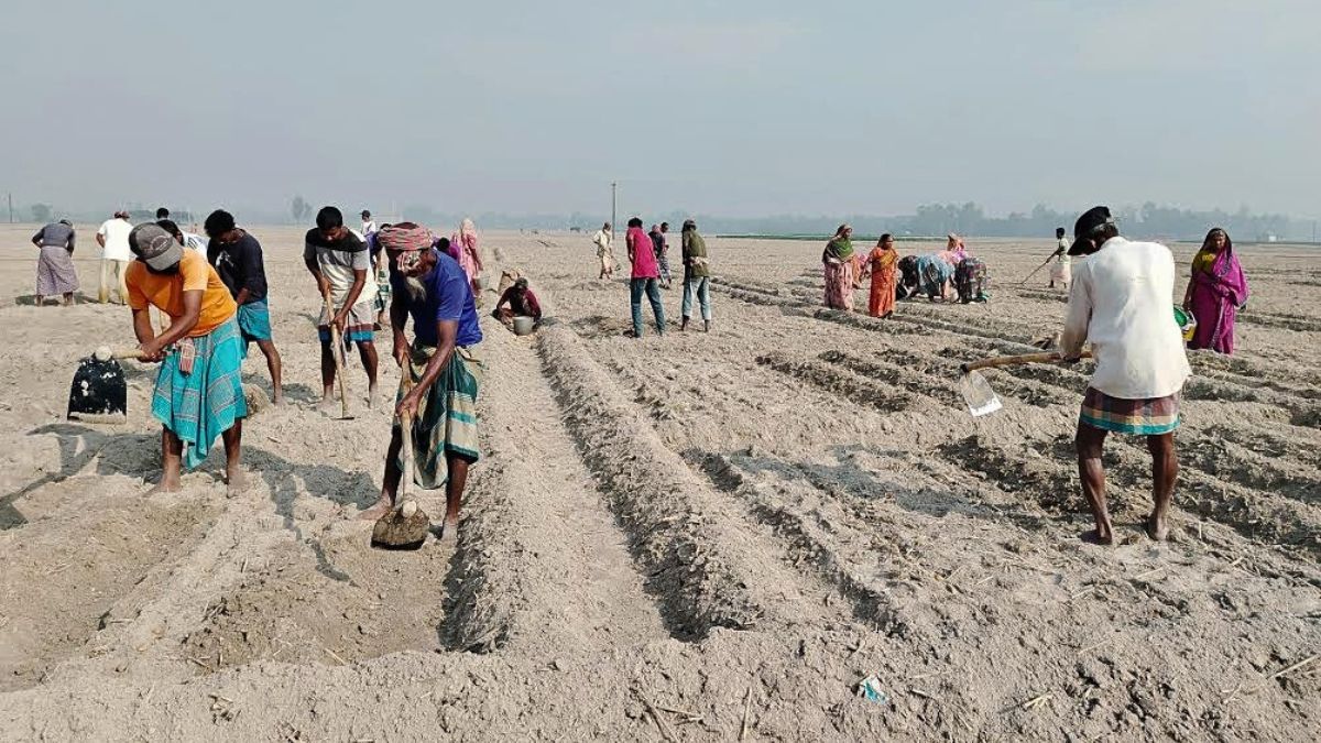 সার সংকট কাটিয়ে শেরপুরে আলু চাষে ধুম