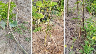 গাছের সঙ্গে এ কেমন শত্রুতা