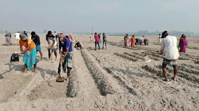সার সংকট কাটিয়ে শেরপুরে আলু চাষে ধুম