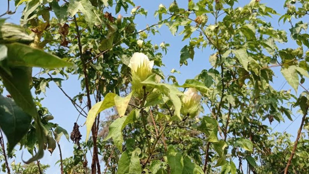 শ্রীপুরে ফুটি কার্পাসের পুনরুদ্ধার : ঢাকাই মসলিনের নতুন অধ্যায়