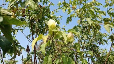 শ্রীপুরে ফুটি কার্পাসের পুনরুদ্ধার : ঢাকাই মসলিনের নতুন অধ্যায়