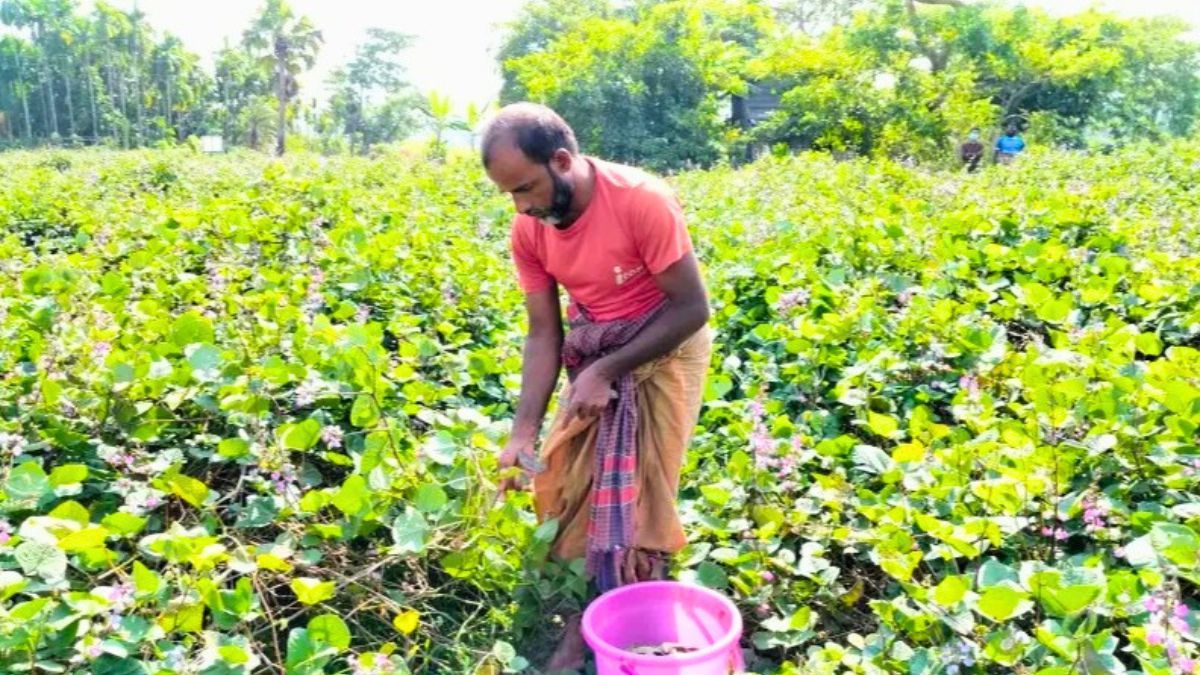 চরফ্যাসনে আগাম শিম চাষে স্বর্জন পদ্ধতির জনপ্রিয়তা বাড়ছে