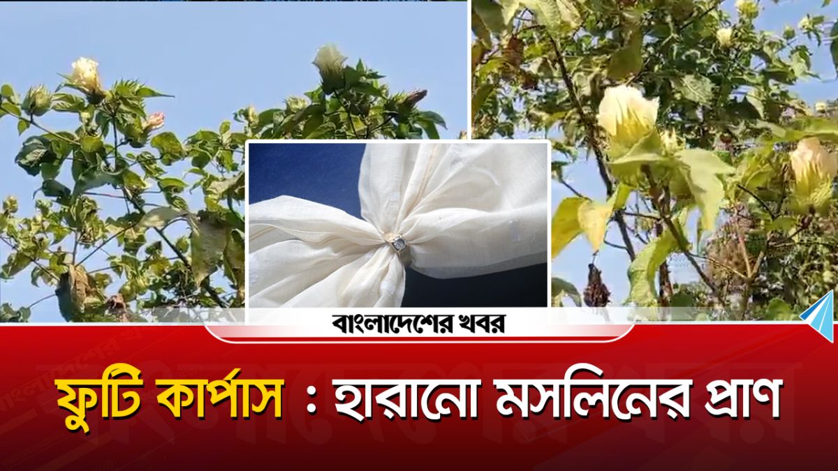 ফুটল ‘ফুটি কার্পাস’, হারানো মসলিনের প্রাণ ফিরল শ্রীপুরে