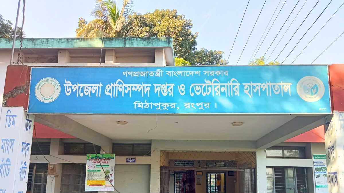 মিঠাপুকুরে রহস্যজনক কারণে ২০টি গরুর মৃত্যু, আতঙ্কে খামারিরা