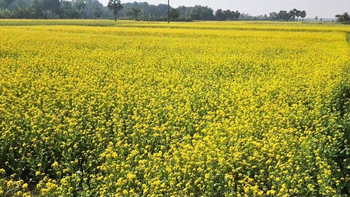 নড়াইলের মাঠজুড়ে সরিষা ফুলের হলুদ হাসি