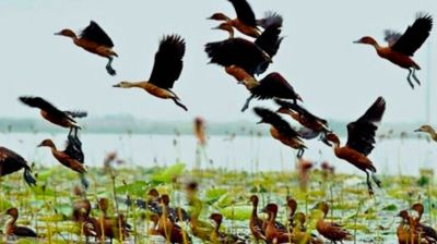 নওগাঁর সাপাহারে জবই বিলে অতিথি পাখির কলকাকলি