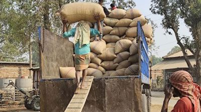 নওগাঁয় ধানের দাম বেড়েছে, স্বর্ণা মণপ্রতি ১১৮০ টাকা