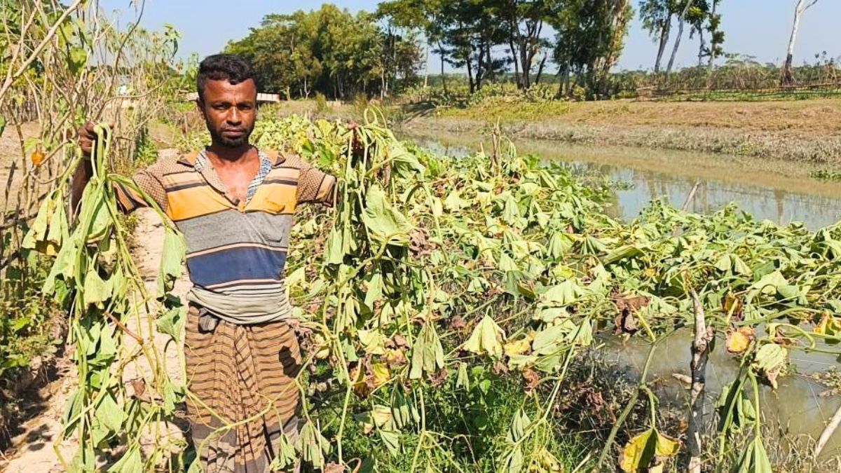 লাউ গাছের সঙ্গে এ কেমন শত্রুতা!