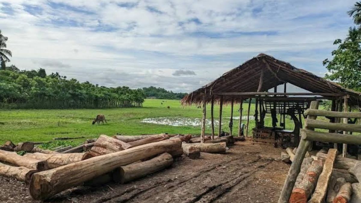 রামুতে ২ অবৈধ স’মিলের বিরুদ্ধে বন উজাড়ের অভিযোগ