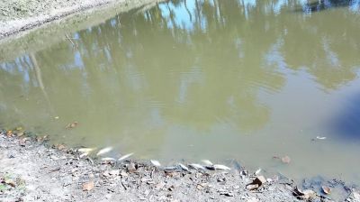 দিনাজপুরে পুকুরে গ্যাস ট্যাবলেট প্রয়োগে মাছ নিধনের অভিযোগ