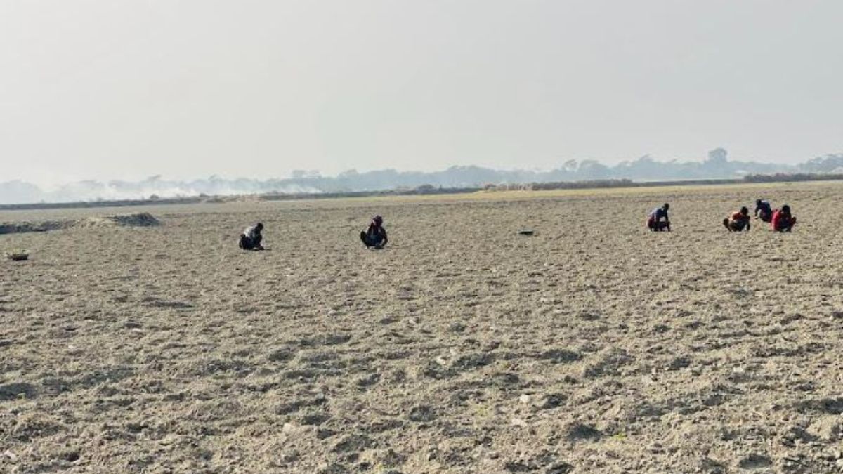 তরমুজ চাষের ‘আতুড়ঘর’ চরফ্যাশন, ব্যস্ত সময় পার করছেন কৃষকরা