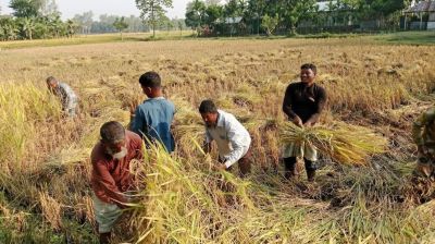 এবার নীলফামারীতে লক্ষ্যমাত্রার চেয়ে ৫ হেক্টর জমির ফসল কমেছে