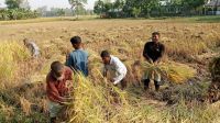 এবার নীলফামারীতে লক্ষ্যমাত্রার চেয়ে ৫ হেক্টর জমির ফসল কমেছে
